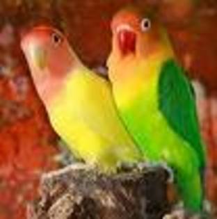 papagali- 3 poze rare ashley tisdale