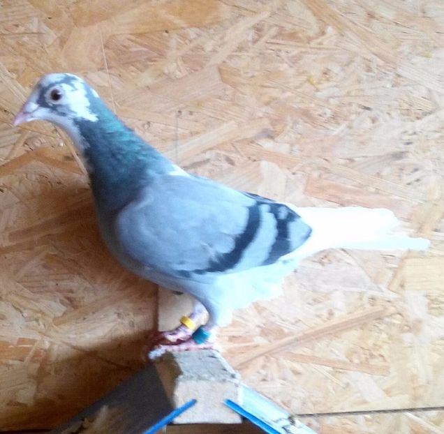 Femela 2015-877....-Targoviste - Porumbei vanduti