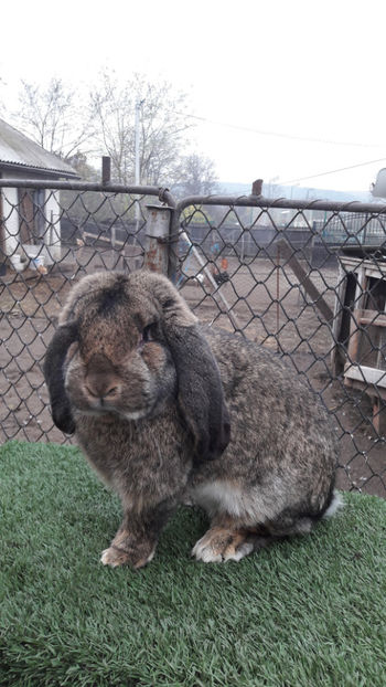  - uriasi si berbeci germani pentru 2018