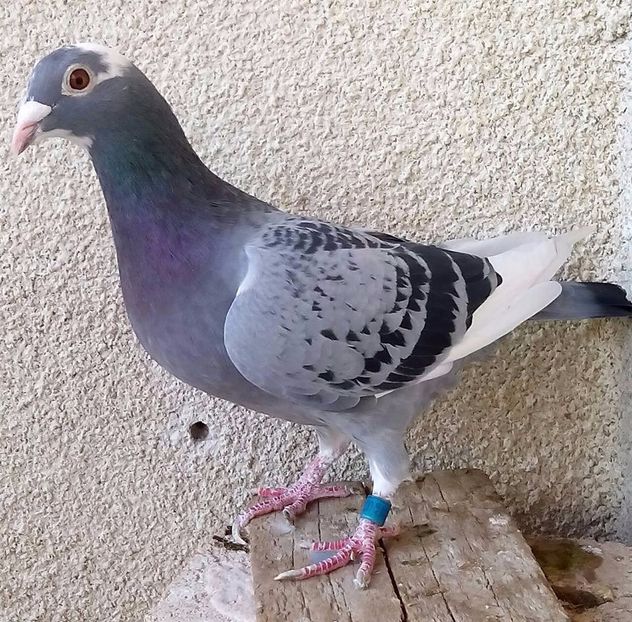 Femela 2015-161....-Caprioru - Porumbei vanduti