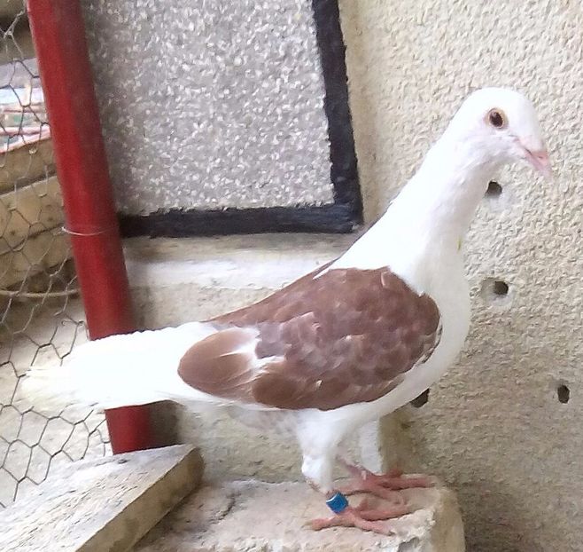 Pui 2017-076....-targoviste - Porumbei vanduti