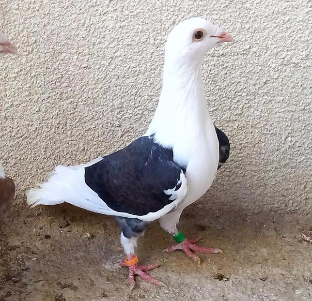 Femela 2017-115....-Targoviste - Porumbei vanduti