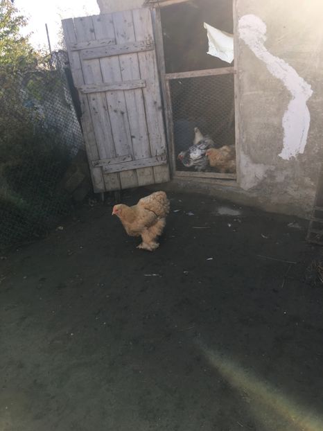  - COCHINCHINA GALBEN MATCA 2018
