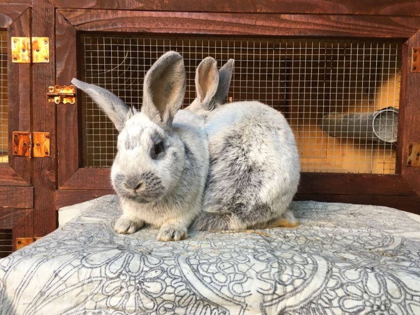 06.11.2017 4 kg - 1 Cuib 22-06-2017 - 2 pui