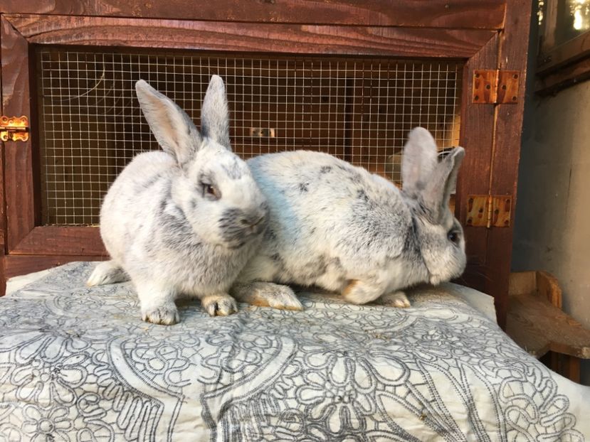 06.11.2017 4 kg - 1 Cuib 22-06-2017 - 2 pui