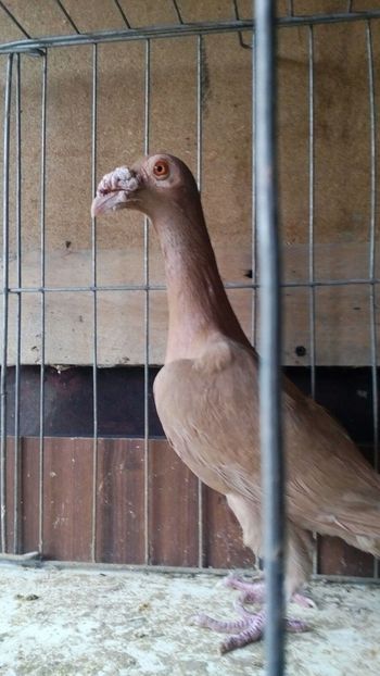 IMG-20171106-WA0004 - carieri 2017