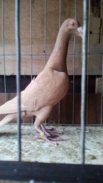 IMG-20171106-WA0003 - carieri 2017