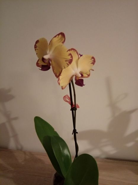 Noiembrie 2017 - florile mele dragi