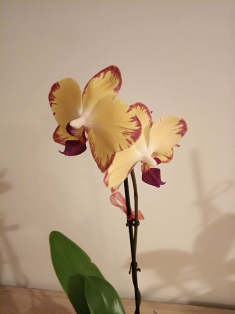  - florile mele dragi