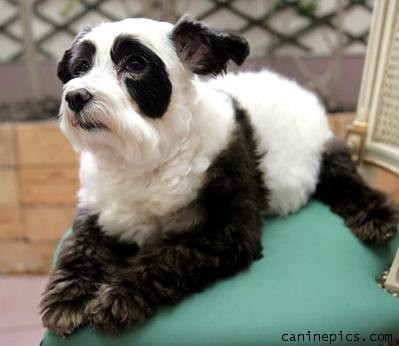 caine panda- 5 poze Demi Lovato - pet-shop