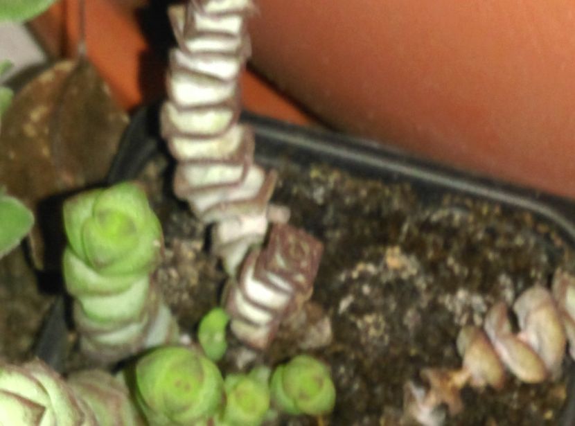  - Cactusi si suculente 2017