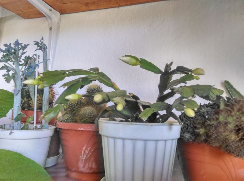  - Cactusi si suculente 2017