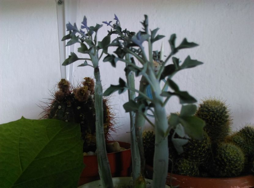  - Cactusi si suculente 2017
