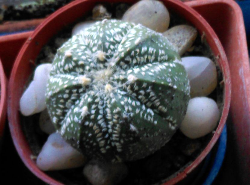  - Cactusi si suculente 2017