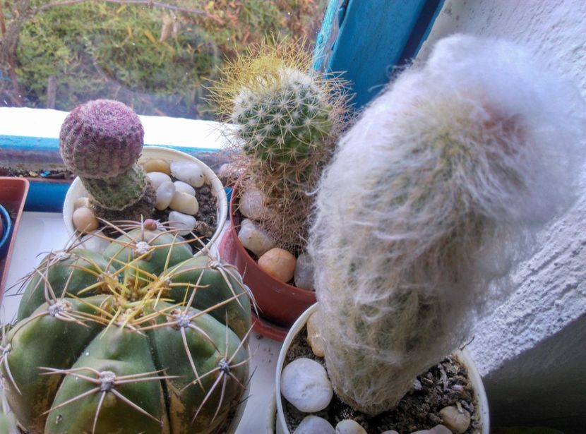  - Cactusi si suculente 2017