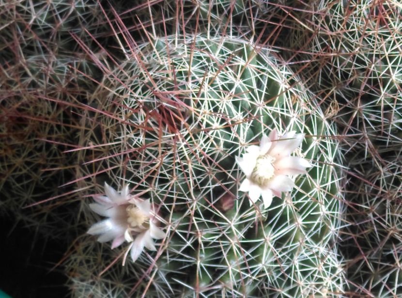  - Cactusi si suculente 2017
