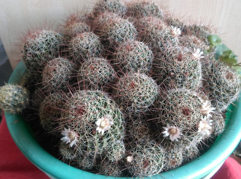  - Cactusi si suculente 2017