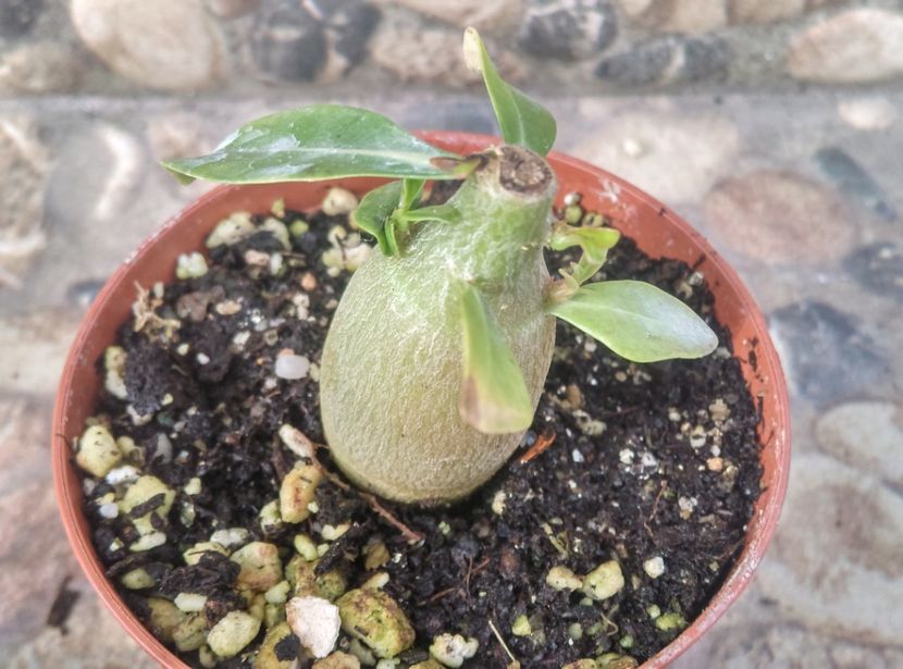  - Cactusi si suculente 2017