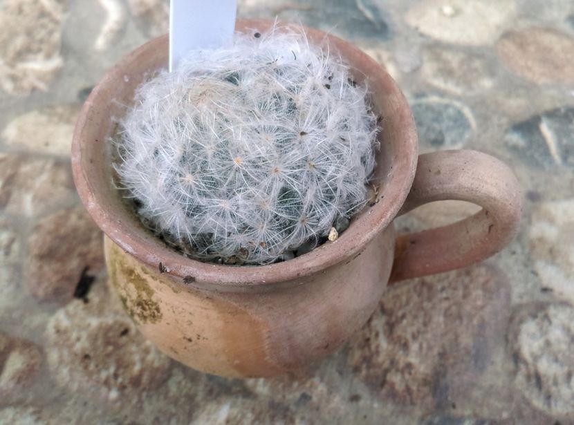  - Cactusi si suculente 2017