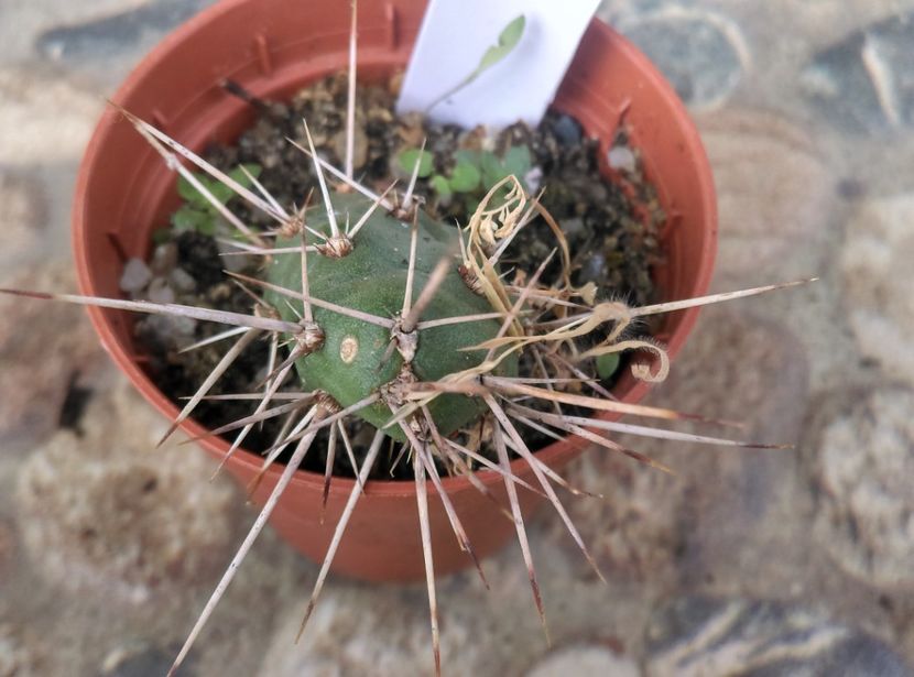  - Cactusi si suculente 2017