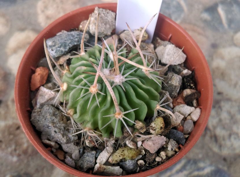  - Cactusi si suculente 2017