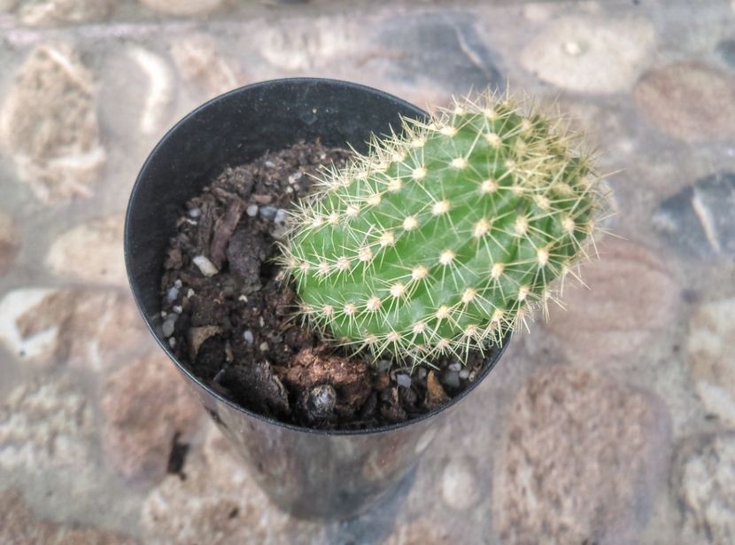  - Cactusi si suculente 2017