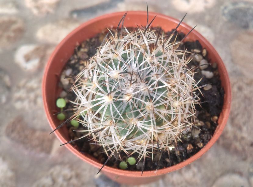  - Cactusi si suculente 2017