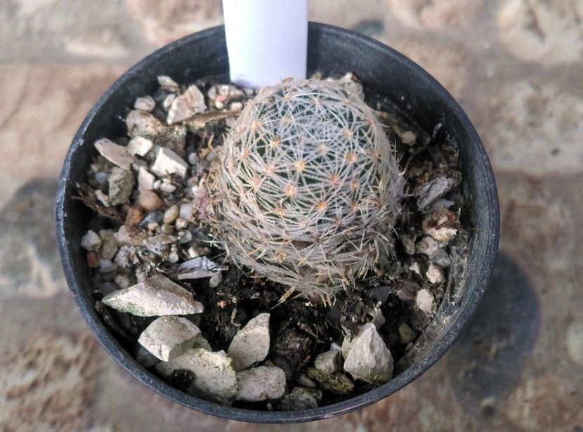  - Cactusi si suculente 2017