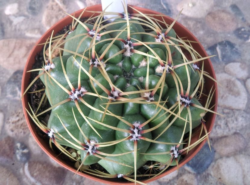  - Cactusi si suculente 2017