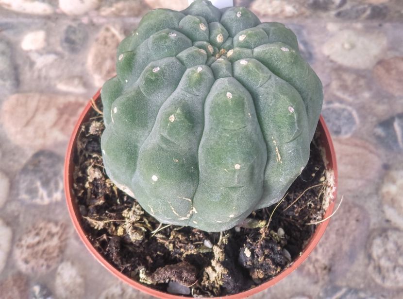  - Cactusi si suculente 2017