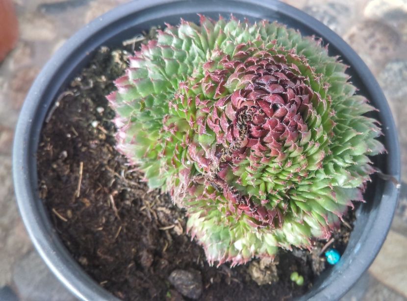  - Cactusi si suculente 2017
