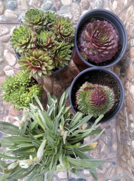  - Cactusi si suculente 2017