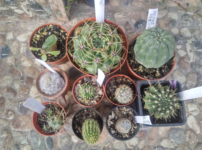  - Cactusi si suculente 2017