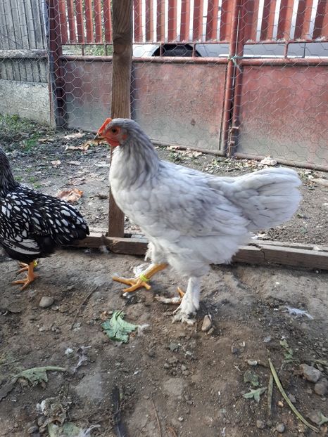 jersey giant albastru cu brahma negru - Ultimile 2 serii din iulie