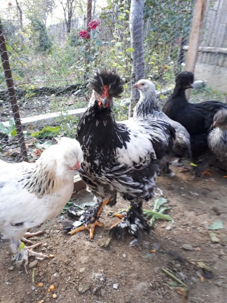  - Ultimile 2 serii din iulie