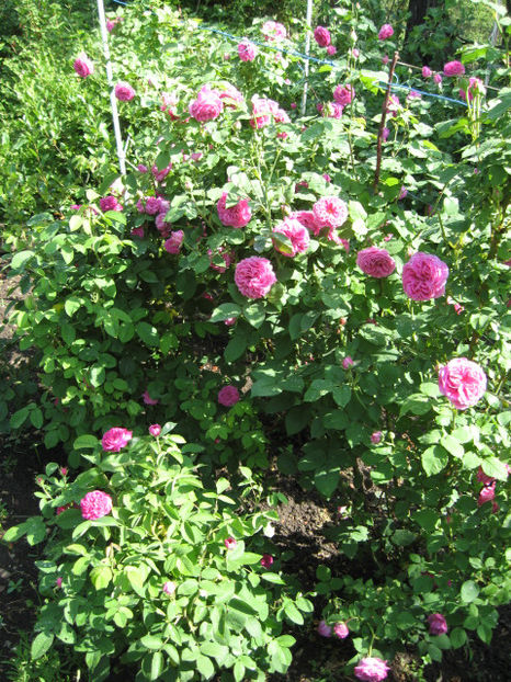 Picture 8127 - Trandafiri de dulceata