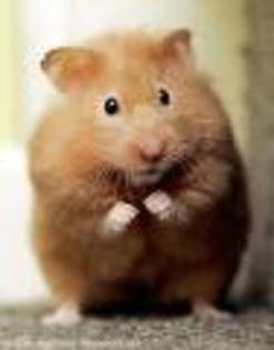 hamster- 4 poze rare demi lovato - pet-shop