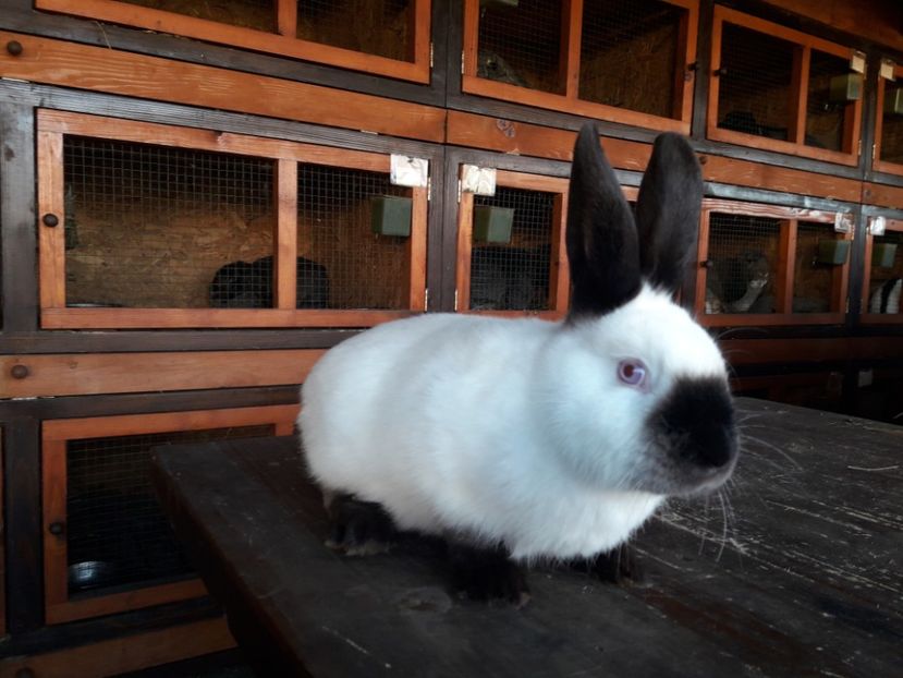  - A-IEPURI TINERET CALIFORNIAN B