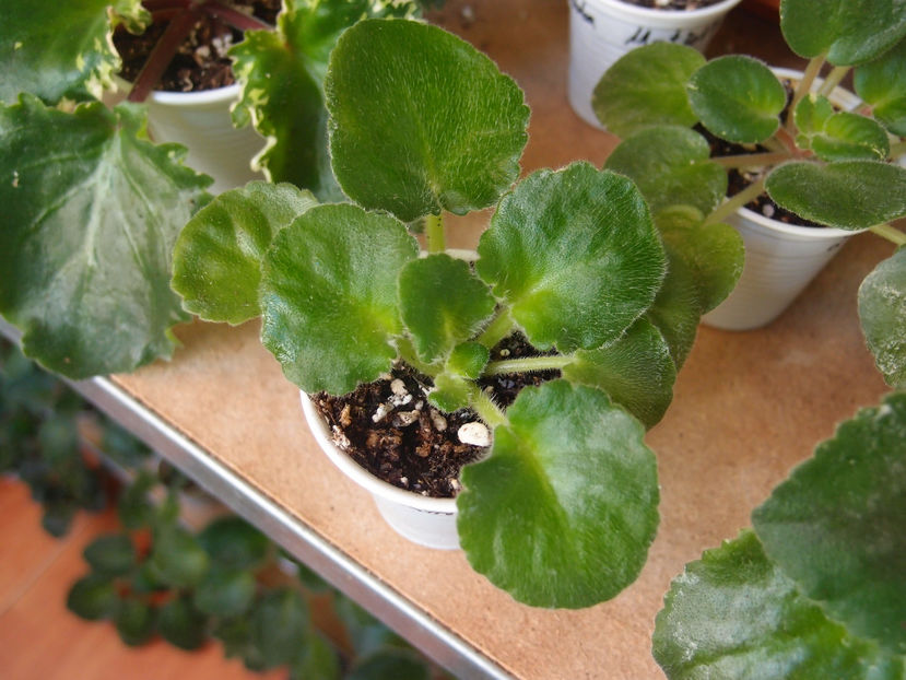 PB059649 - LE-Zlato Skifov