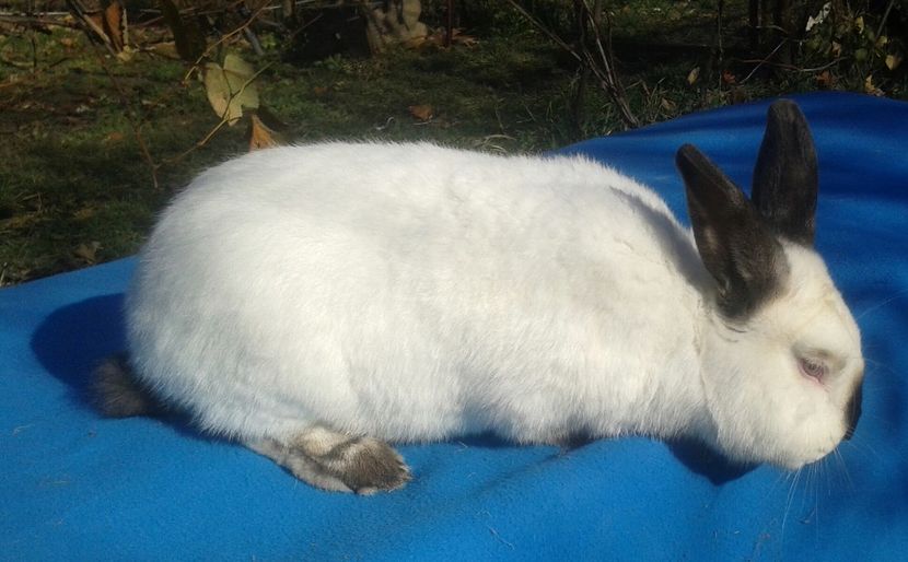 20171106_123534-1 - mascul 3-voinicul 5220 kg