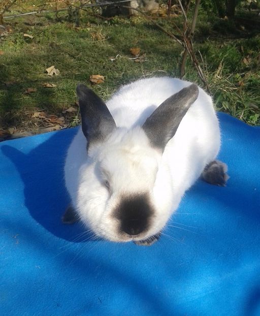 2ani - mascul 3-voinicul 5220 kg