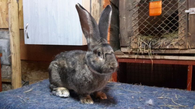  - Bela Gyorgyjakab - Donroberto30