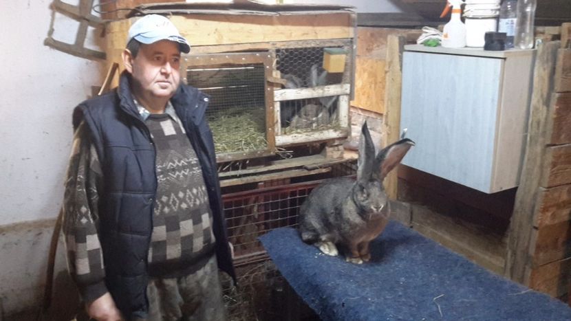  - Bela Gyorgyjakab - Donroberto30