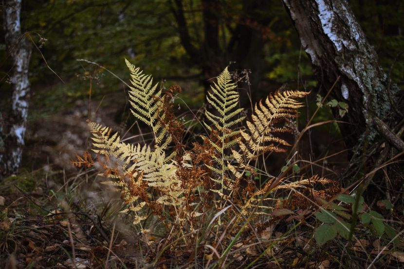  - Photo 11 - Toamna 2017