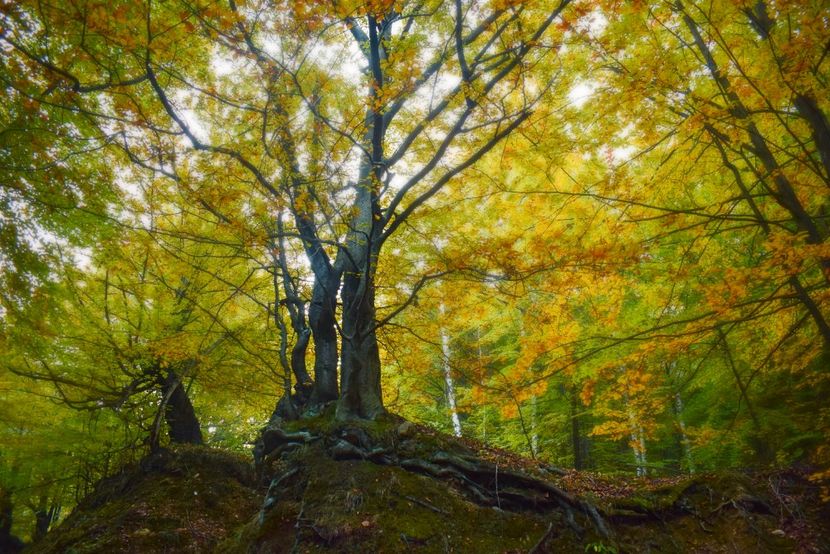  - Photo 11 - Toamna 2017