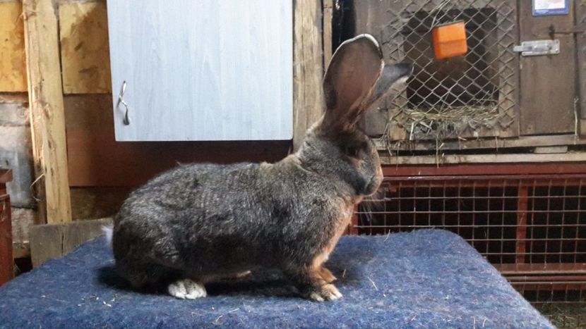  - Bela Gyorgyjakab - Donroberto30