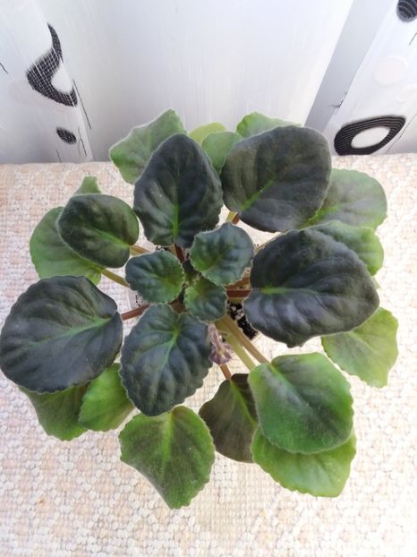 6 nov - ZZ King s Treasure