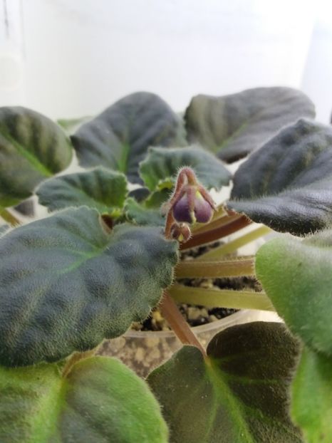 6 nov - ZZ King s Treasure