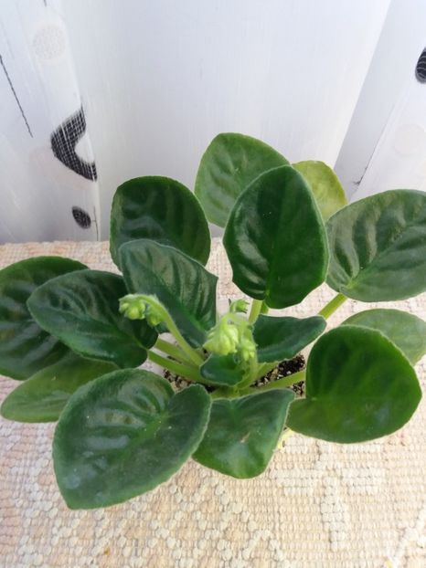 6 nov - ZZ EK Belaia Koroleva -White Queen