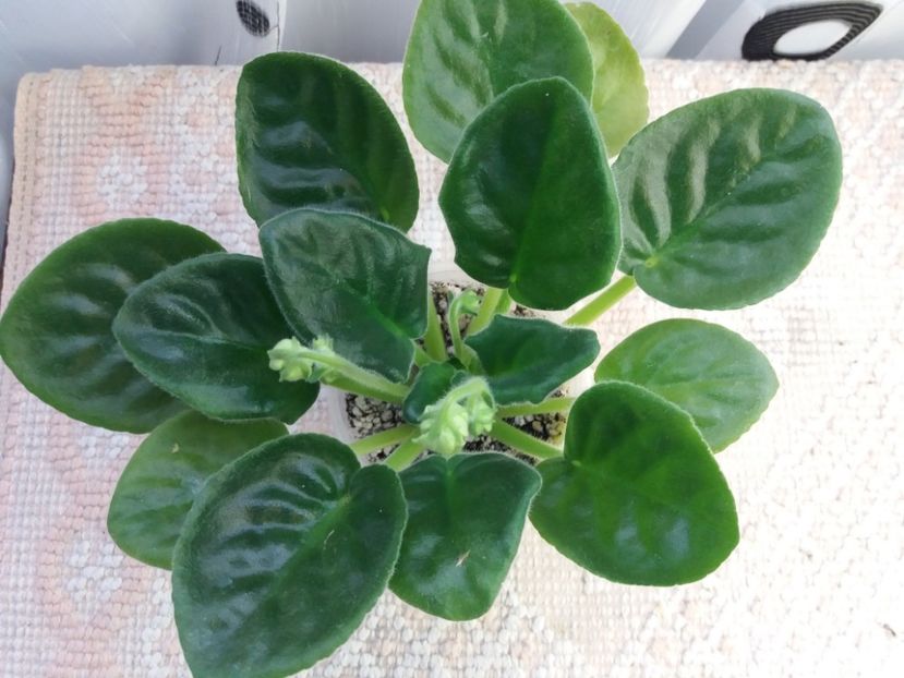 6 nov - ZZ EK Belaia Koroleva -White Queen